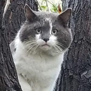 Meet your Posher, Harold